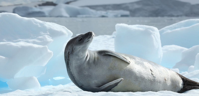 Illustration for article titled This is What Will Happen to Antarctica in 100 Years